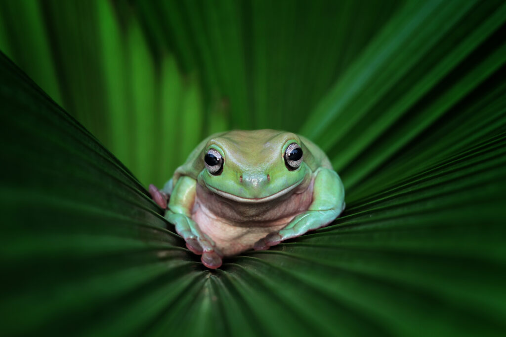 White’s Tree Frog resting on green leaves, a calm and easy-to-care-for pet frog species.