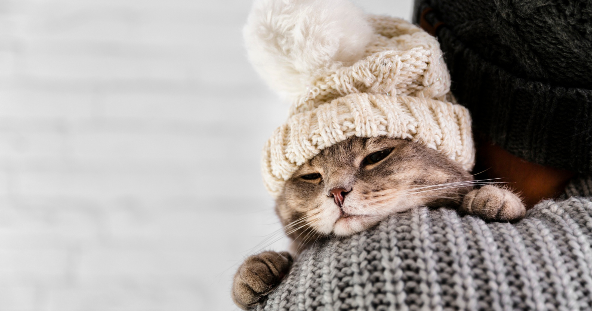 Animals and Winter Blues - A cozy cat wearing a winter hat, symbolizing comfort and emotional support in winter.