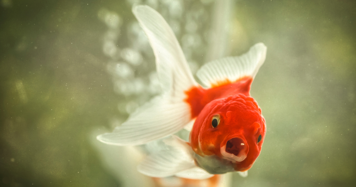 A goldfish swimming in a tank, showcasing intelligence and memory skills. Are goldfish more intelligent than we think?