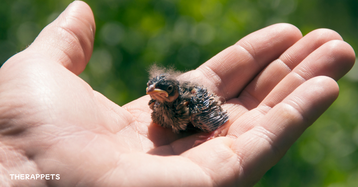 A baby bird in a person's hand, illustrating the myth 'Do Birds Really Abandon Their Chicks If Humans Touch Them?