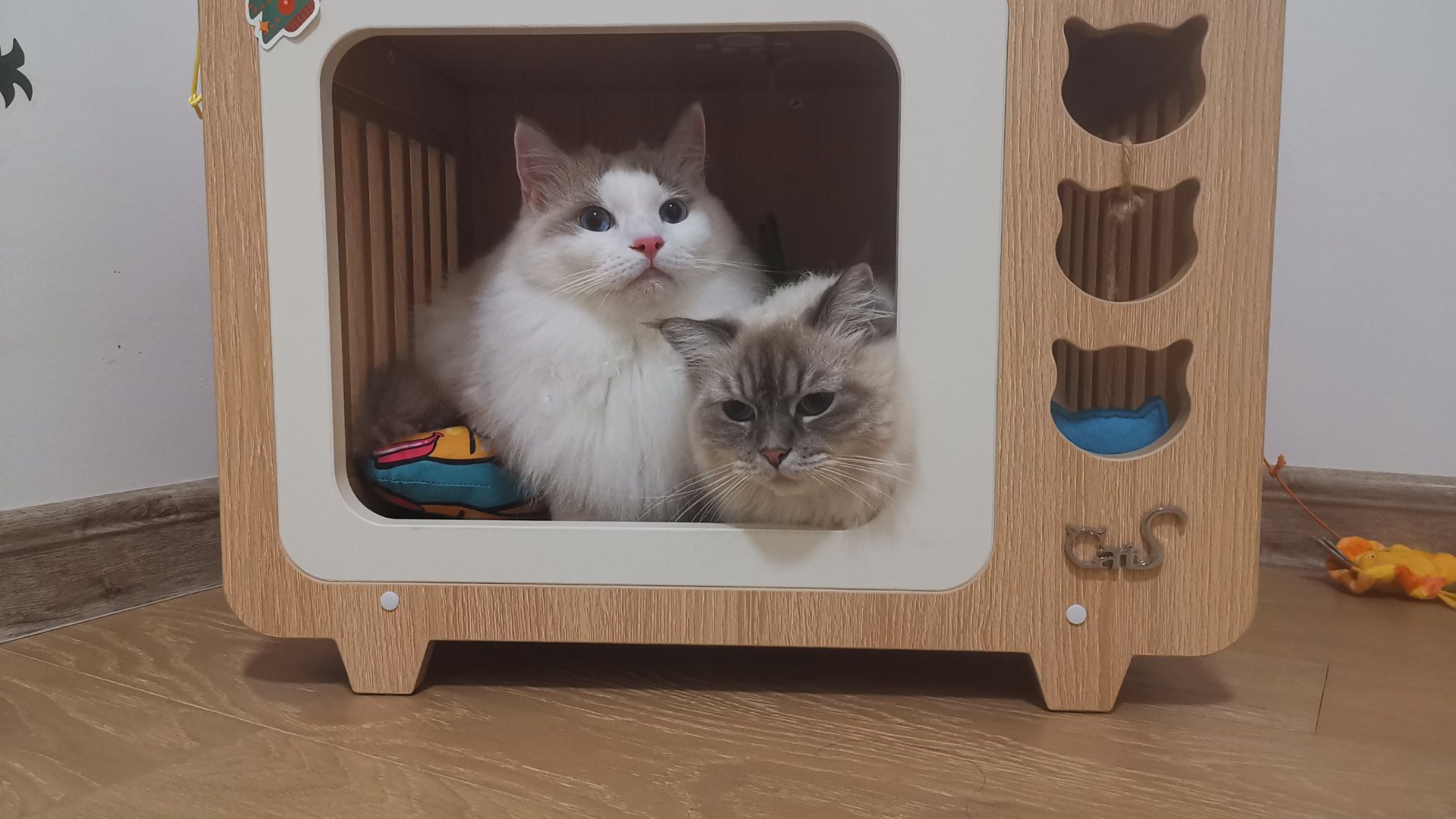 Two adorable cats resting in a wooden cat house, representing comfort and companionship in the best animal movies theme.