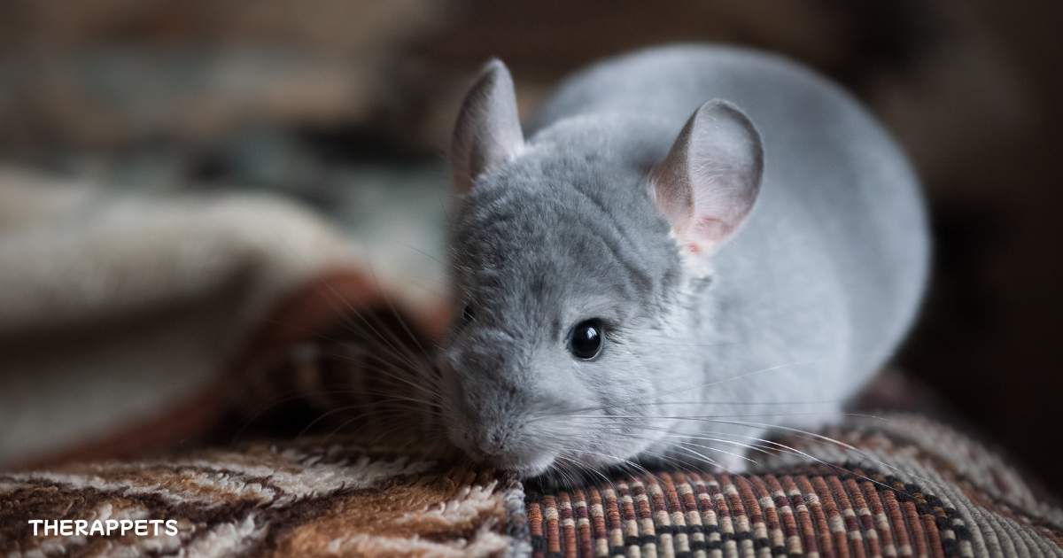 Chinchillas as pets - a curious chinchilla resting on a patterned blanket.