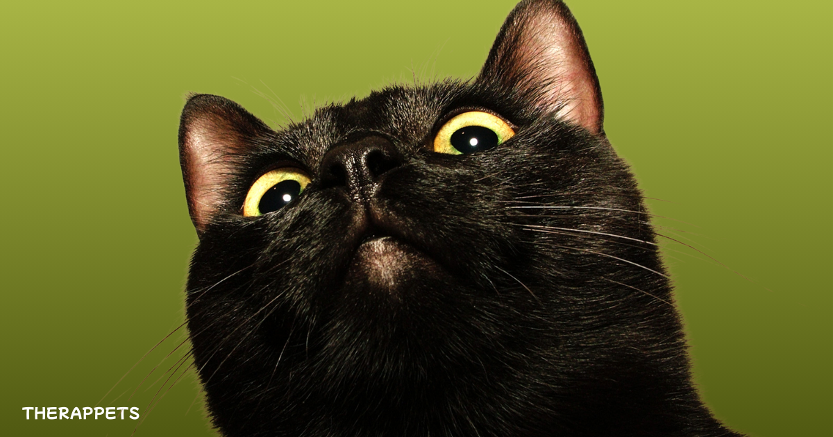 Close-up of a black cat against a green background, highlighting the mystery surrounding the myth of bad luck.