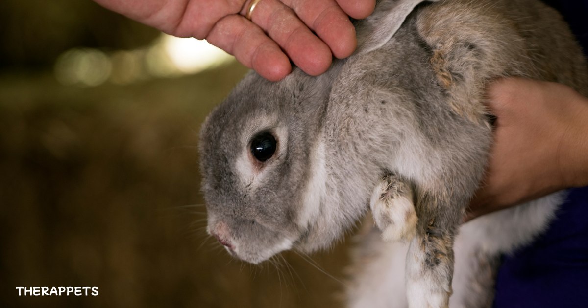 Does petting an animal lower blood pressure? A close-up of a hand gently stroking a rabbit, showcasing the calming bond between humans and animals.