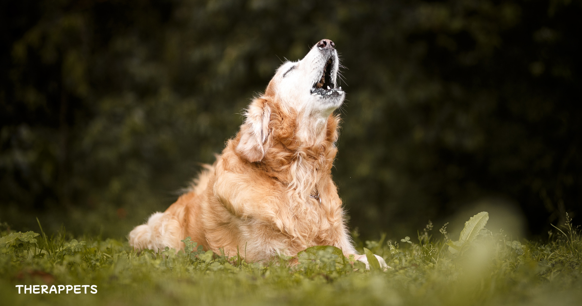 Golden retriever howling in a grassy field, representing the idea of dogs predicting natural disasters.