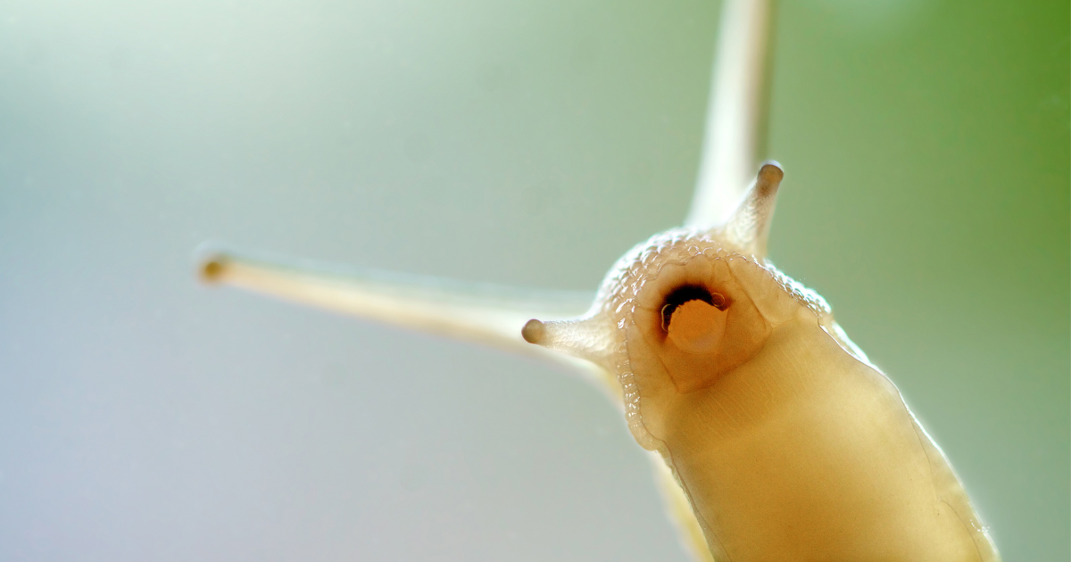 Close-up of a snail showcasing its unique features, perfect for understanding snails as pets and their care requirements.