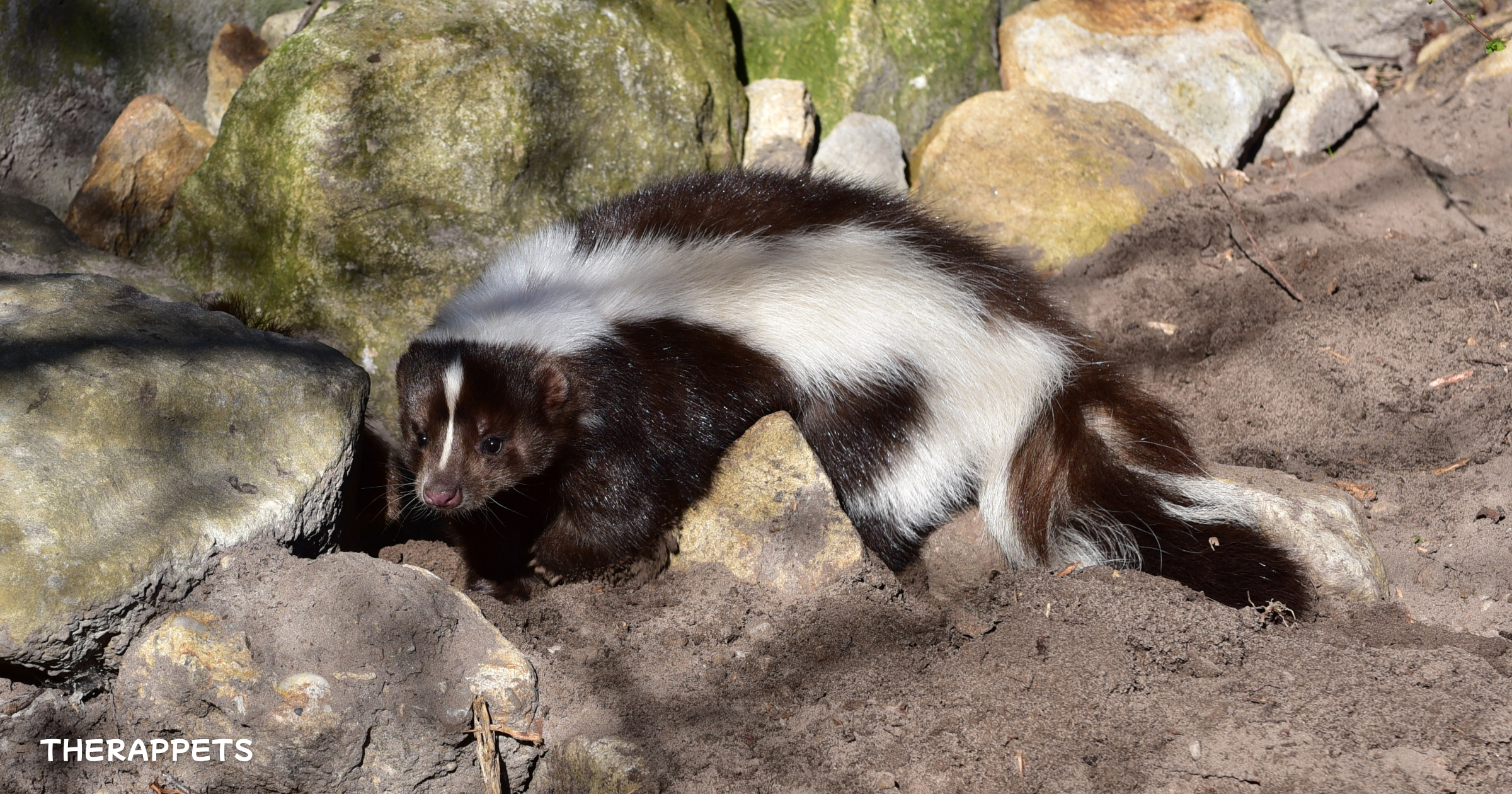 A spotted skunk in a rocky environment, highlighting its unique black-and-white fur pattern. Learn more about the therapeutic benefits of skunks in animal-assisted therapy.