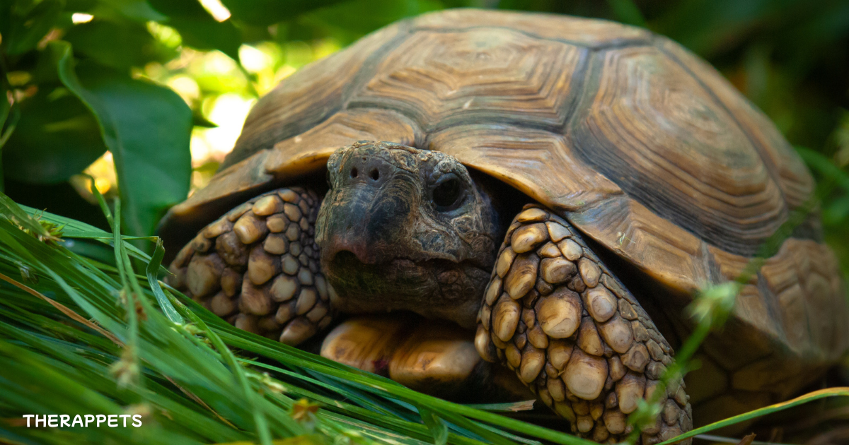 Close-up of a tortoise in lush greenery, highlighting its calming presence and therapeutic benefits. Learn about tortoise therapy on Therappets.