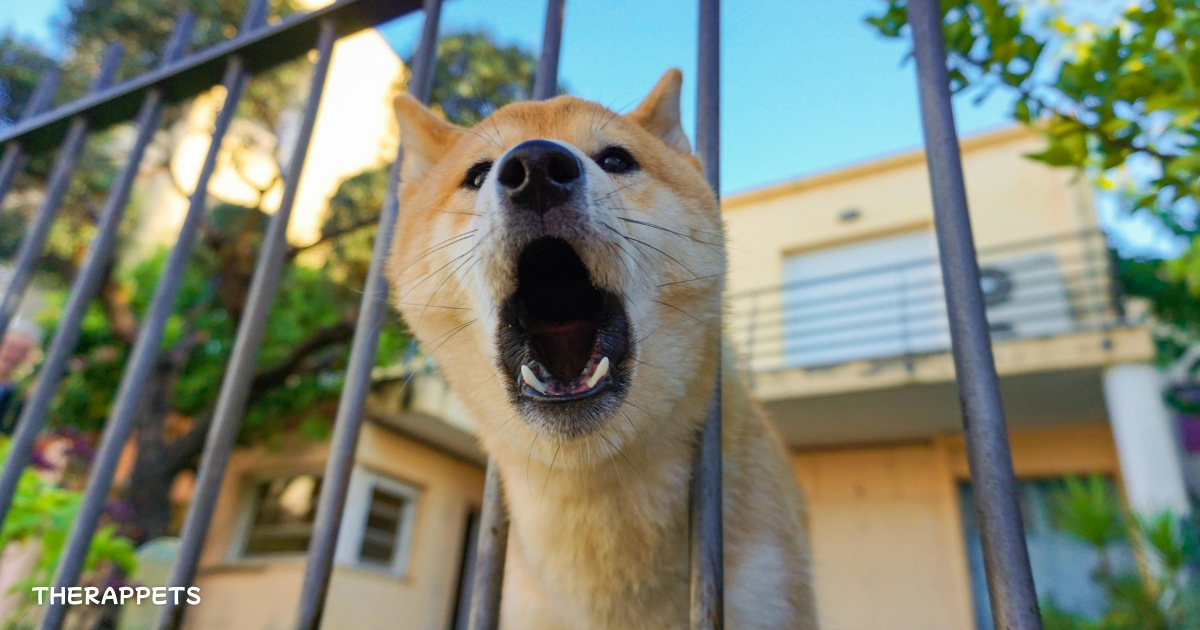 A barking Shiba Inu dog behind a fence, expressing emotions. The image highlights how dog vocalizations, including barking, can play a role in animal-assisted therapy and emotional well-being.